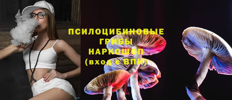 купить   Болхов  Галлюциногенные грибы Psilocybe 